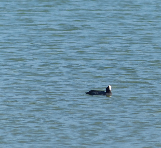 Hawaiian Coot